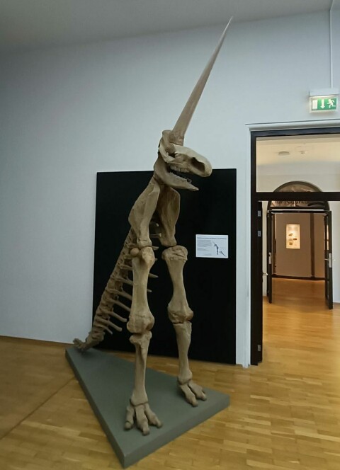 'Magdeburg-enhörningen' i Naturhistoriska museet i Magdeburg.