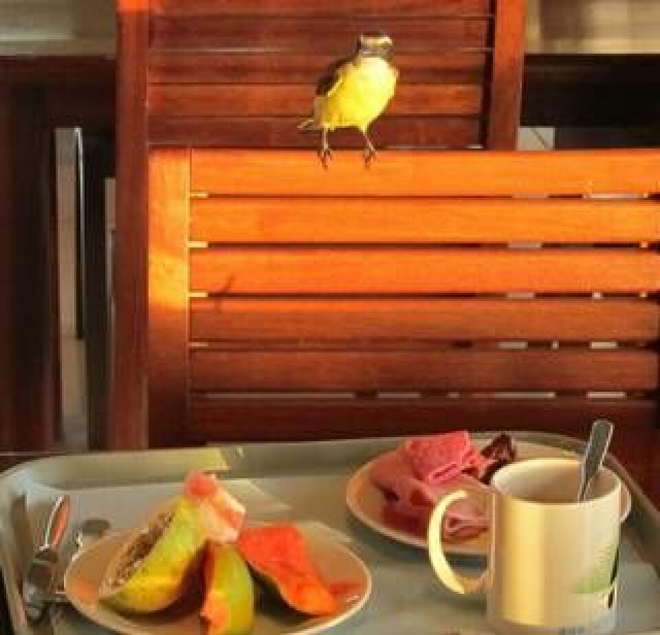 Frukostfågel i Kourou. Foto: Kianders Sempler.