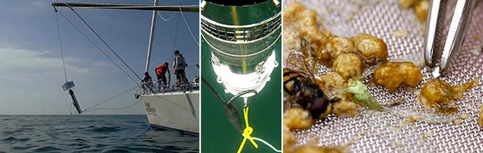 Problemet med de små plastbitarna är att de binder olika miljögifter och att de kan tas upp av plankton och därmed spridas uppåt i näringskedjan. Foto: Folke Rydén Production Problemet med de små plastbitarna är att de binder olika miljögifter och att de kan tas upp av plankton och därmed spridas uppåt i näringskedjan. Foto: Folke Rydén Production