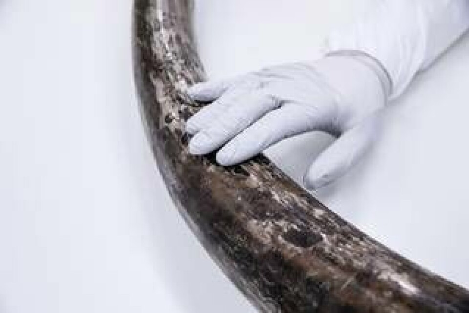 Love Dalén, professor på Naturhistoriska riksmuseet, och hans kolleger undersöker i ett forskningsprojekt dna från infrysta djur från istiden, bland annat mammutben. Foto: MAGNUS WENNMAN/Aftonbladet/TT