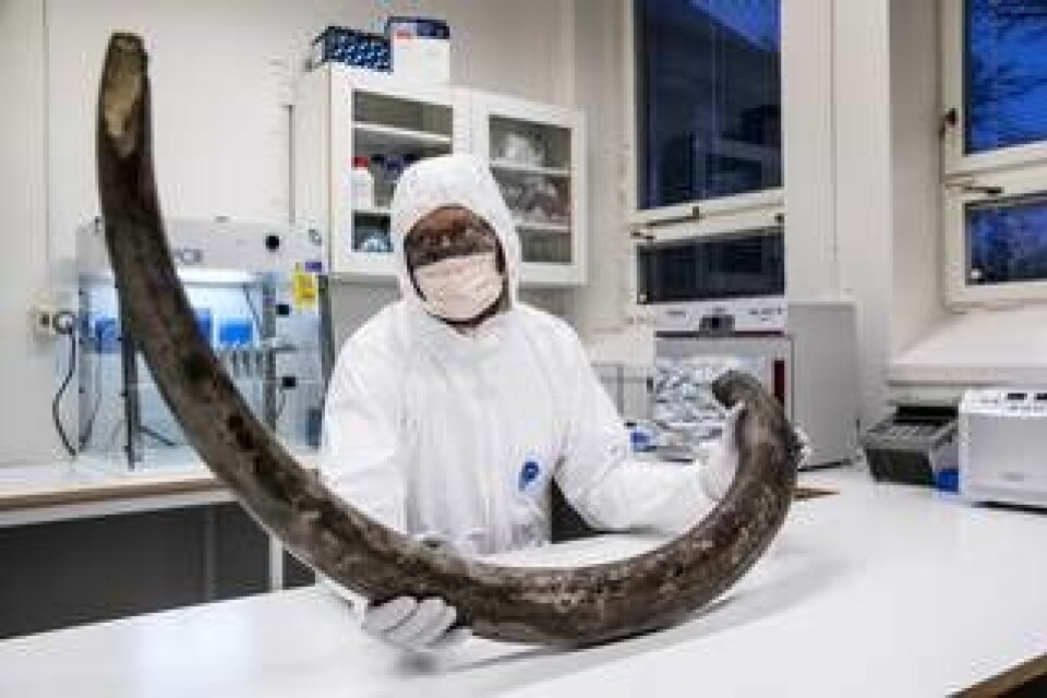 Love Dalén, professor på Naturhistoriska riksmuseet, och hans kolleger undersöker i ett forskningsprojekt dna från infrysta djur från istiden, bland annat mammutben. Foto: Magnus Wennman/Aftonbladet/TT