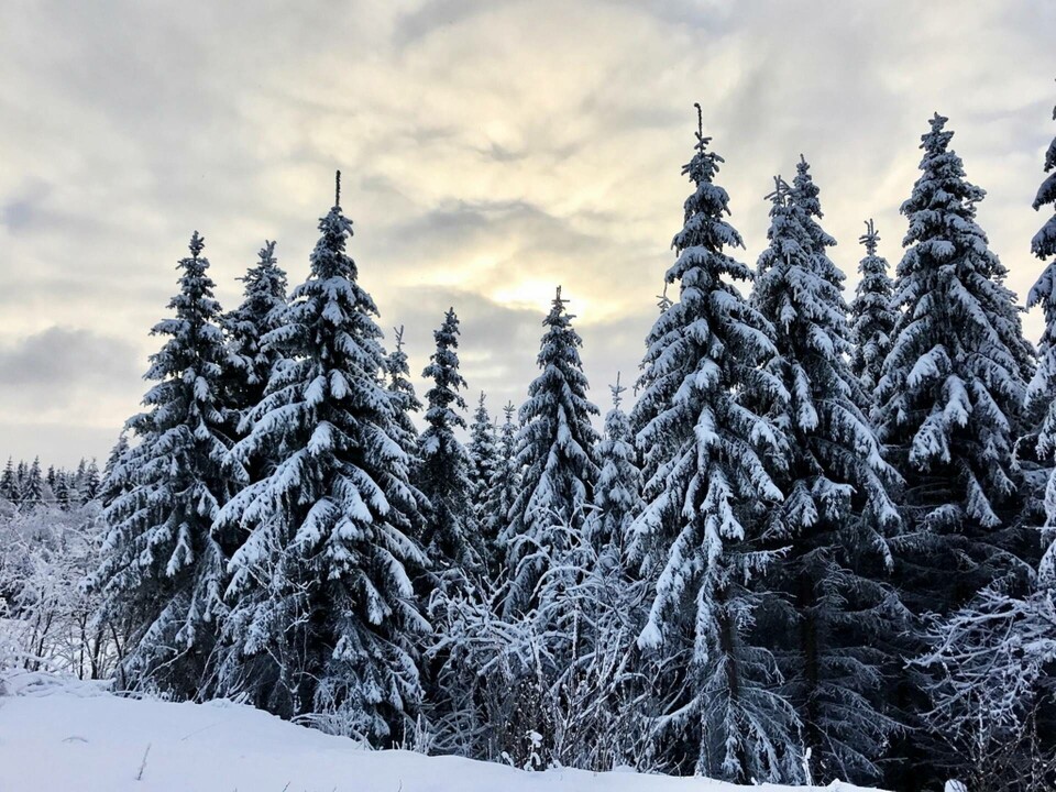 Både före och efter den senaste istiden har granen varit ett vanligt inslag i den svenska naturen. Foto: Lise Åserud / TT Både före och efter den senaste istiden har granen varit ett vanligt inslag i den svenska naturen. Foto: Lise Åserud / TT