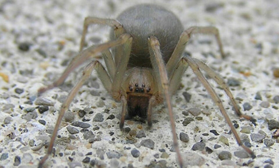Cheiracanthium inclusum heter spindeln som ställer till problem.