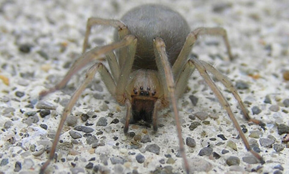 Cheiracanthium inclusum heter spindeln som ställer till problem. Cheiracanthium inclusum heter spindeln som ställer till problem.