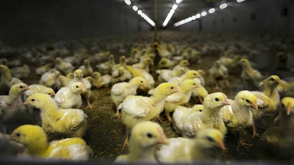 I Sverige föddes 98 miljoner kycklingar upp 2016. Fjädrarna plockas av maskinellt efter slakt, men slängs i de flesta fall sedan. I Europa handlar det om över 3 miljoner ton fjädrar varje år. Foto: Stefan Mattsson / AB / IBL