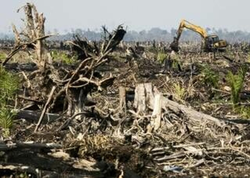 Regnskog röjd för att göra plats för oljepalmsplantage på ön Sumatra i Indonesien. Bilden är tagen 2007. Foto: Ardiles Rante/Greenpeace/TT