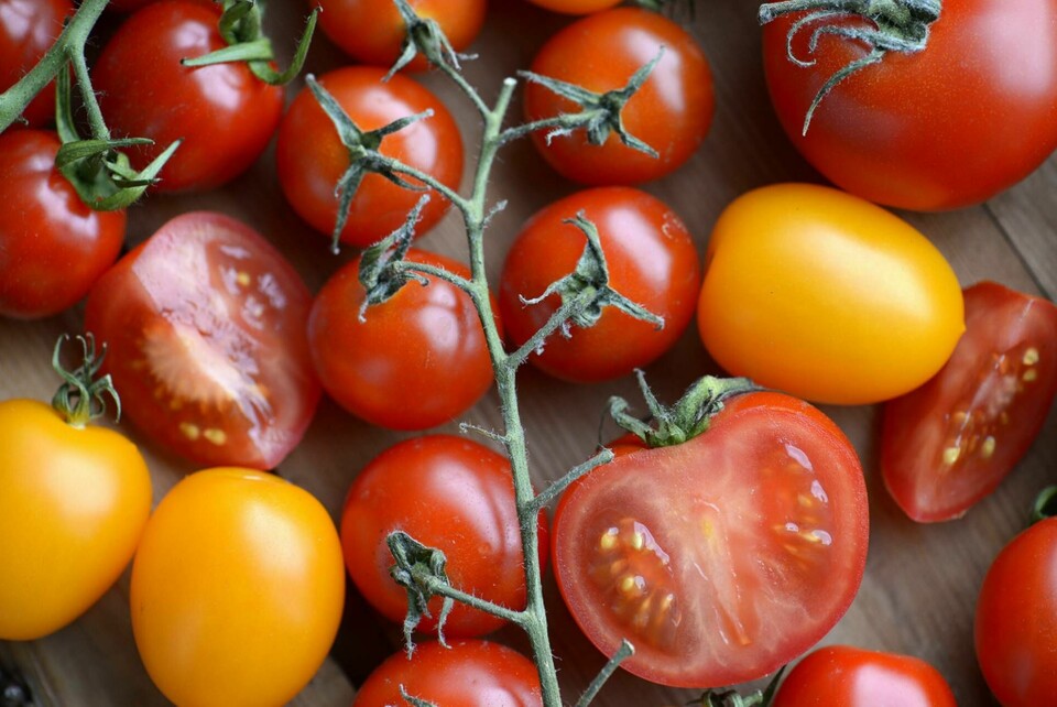 Forskare har hittat ett sätt att göra tomater sötare utan att stressa plantan. Arkivbild. Foto: Janerik Henriksson/TT