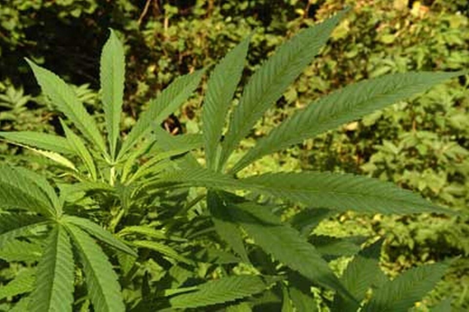 Extrakt från cannabis kan användas mot resistenta bakteriestammar. Foto: Colourbox Extrakt från cannabis kan användas mot resistenta bakteriestammar. Foto: Colourbox