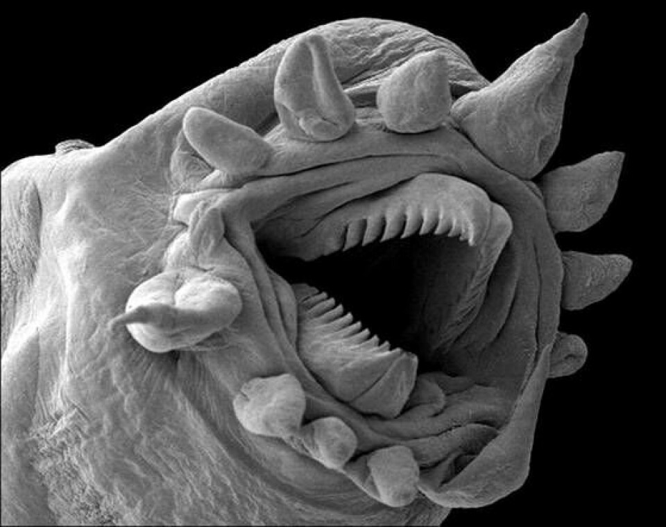När munnen på en havsborstmask förstoras 525 gånger förvandlas daggmaskens släkting till ett skräckinjagande monster. Foto: National Geographic