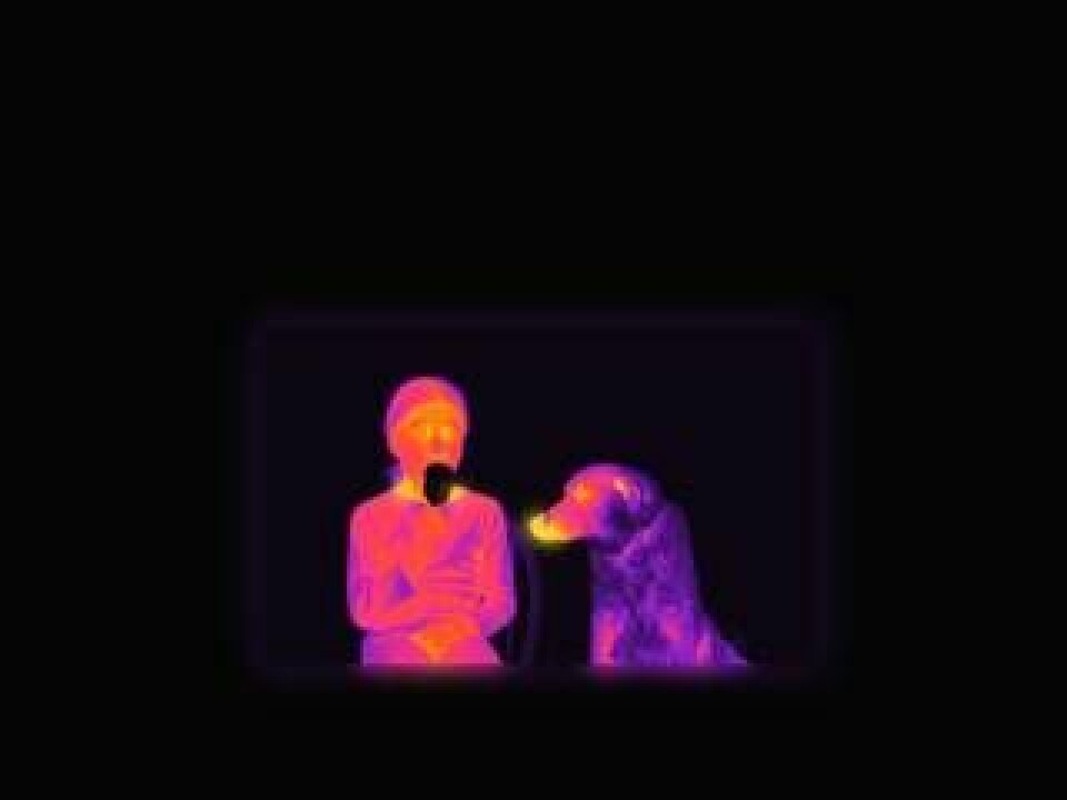 Ju varmare yta destor ljusar färg. Så här ser värmestrålningen ut från en flicka som äter glass med en hund som vill smaka brevid sig. Foto: National Geographic
