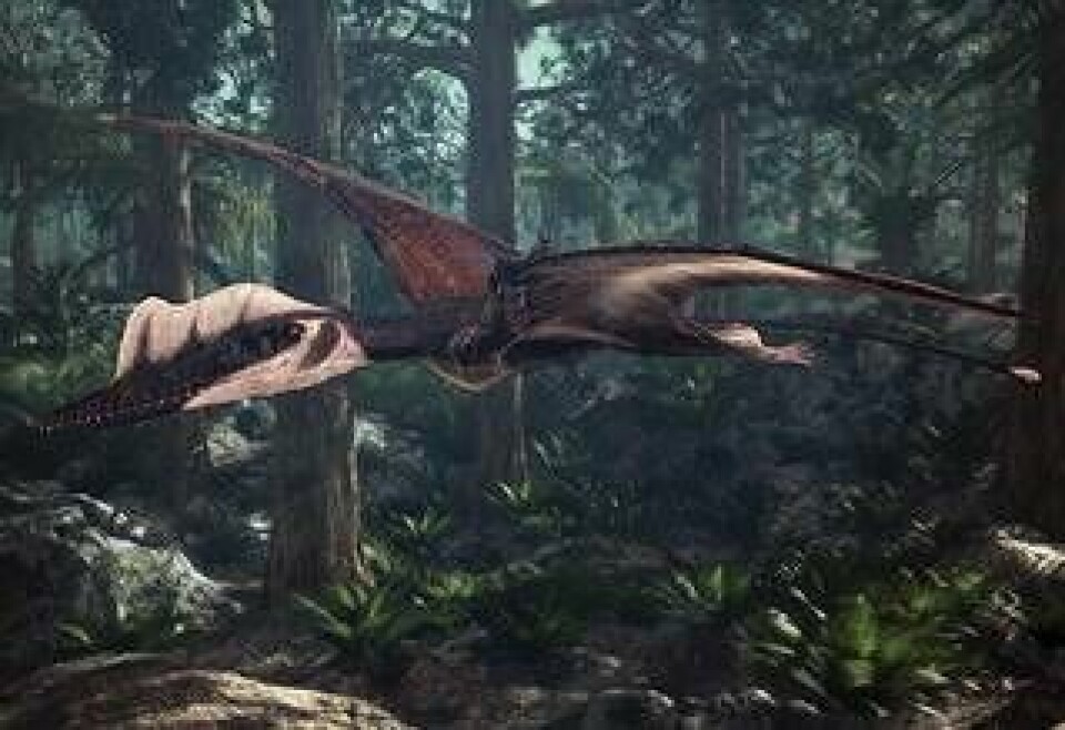 Darwinopterus var ett flygande rovdjur. Den långa stela svansen och ett membran mellan benen skapade en stor luftfångande yta. Huvudet var 14 till 19 cm långt och vinspannet 0,7 till 1 meter. Foto: Atlantic Productions/ZOO