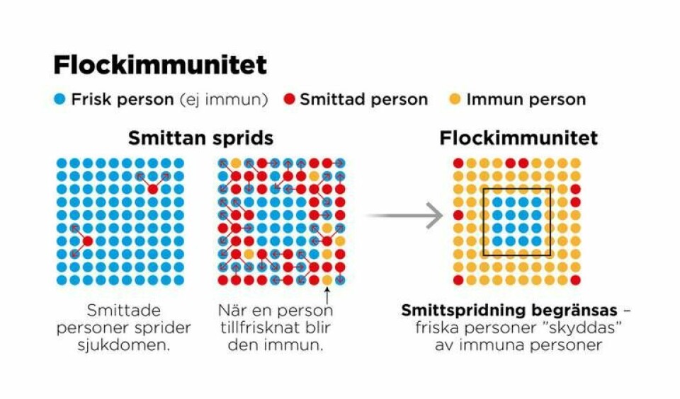 Flockimmunitet uppstår när en tillräcklig andel av befolkningen är immun mot en smitta vilket leder till att smittspridningen begränsas. Foto: Johan Hallnäs/TT