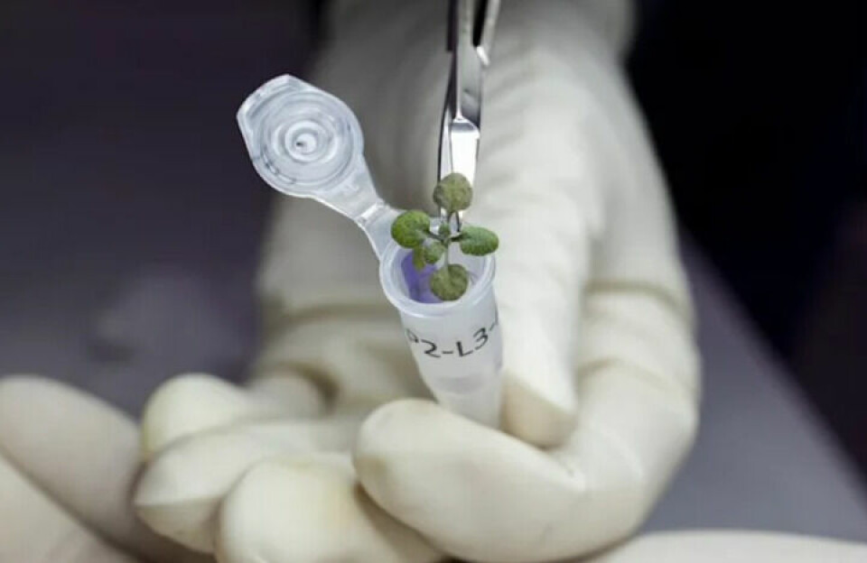 Forskarna valde att odla backtrav, världens mest undersökta växt. Foto: Tyler Jones (UF/IFAS)