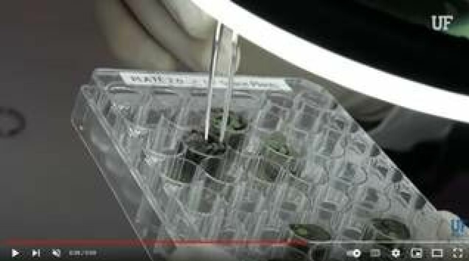 University of Florida undersökte om det gick att odla i måndamm. Skärmbild från Youtube.