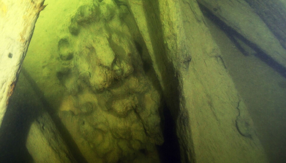 En lejonskulptur som överraskande finns kvar på vraket efter regalskeppet Äpplet som sänktes med vilje 1659. En lejonskulptur som överraskande finns kvar på vraket efter regalskeppet Äpplet som sänktes med vilje 1659.