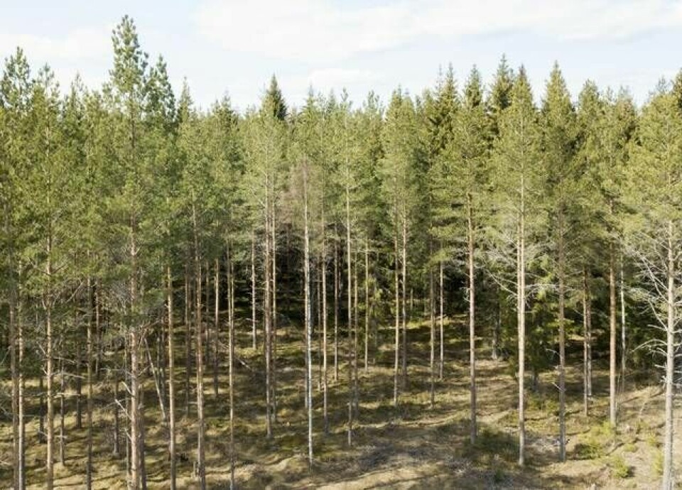 Skogen absorberar koldioxid från luften. Foto: Fredrik Sandberg/TT