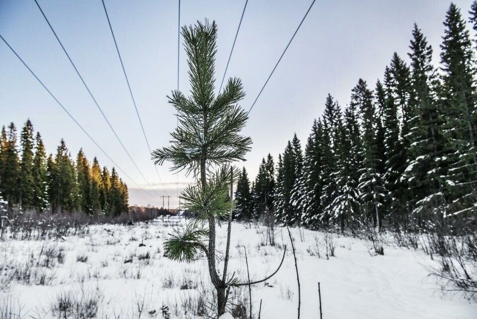 Den nya fabriken planeras i Bergsbyn, några kilometer öster om Skellefteå. Foto: Northvolt Den nya fabriken planeras i Bergsbyn, några kilometer öster om Skellefteå. Foto: Northvolt