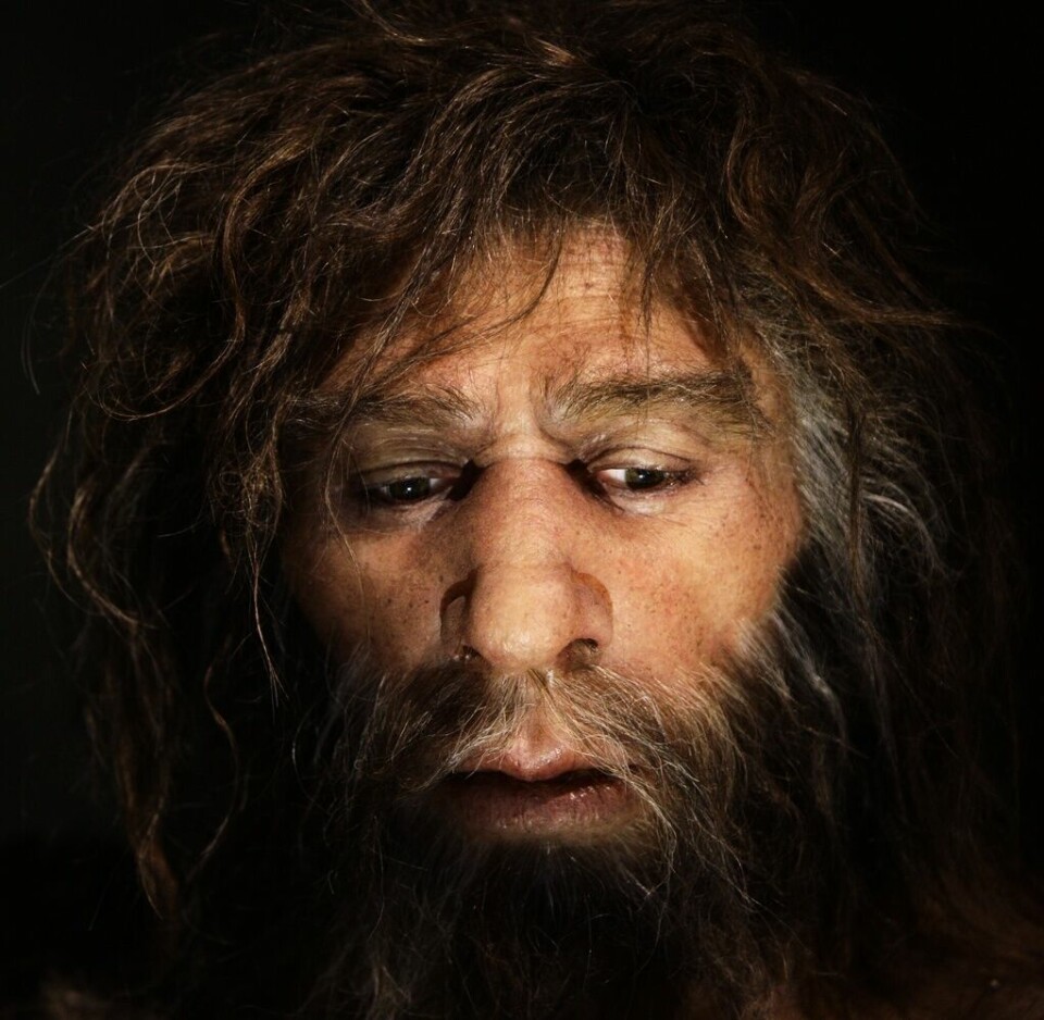En modell av en neandertalare på Neandertalmuseet i kroatiska staden Krapina. Foto: NIKOLA SOLIC