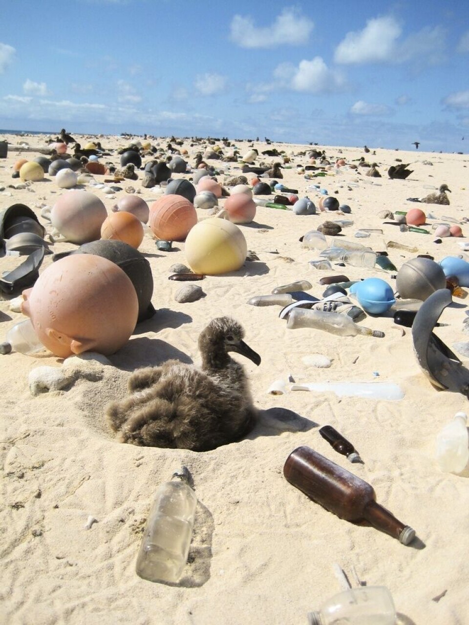 Albatross-unge på strand i Hawaii. Foto: Science Photo Library Albatross-unge på strand i Hawaii. Foto: Science Photo Library