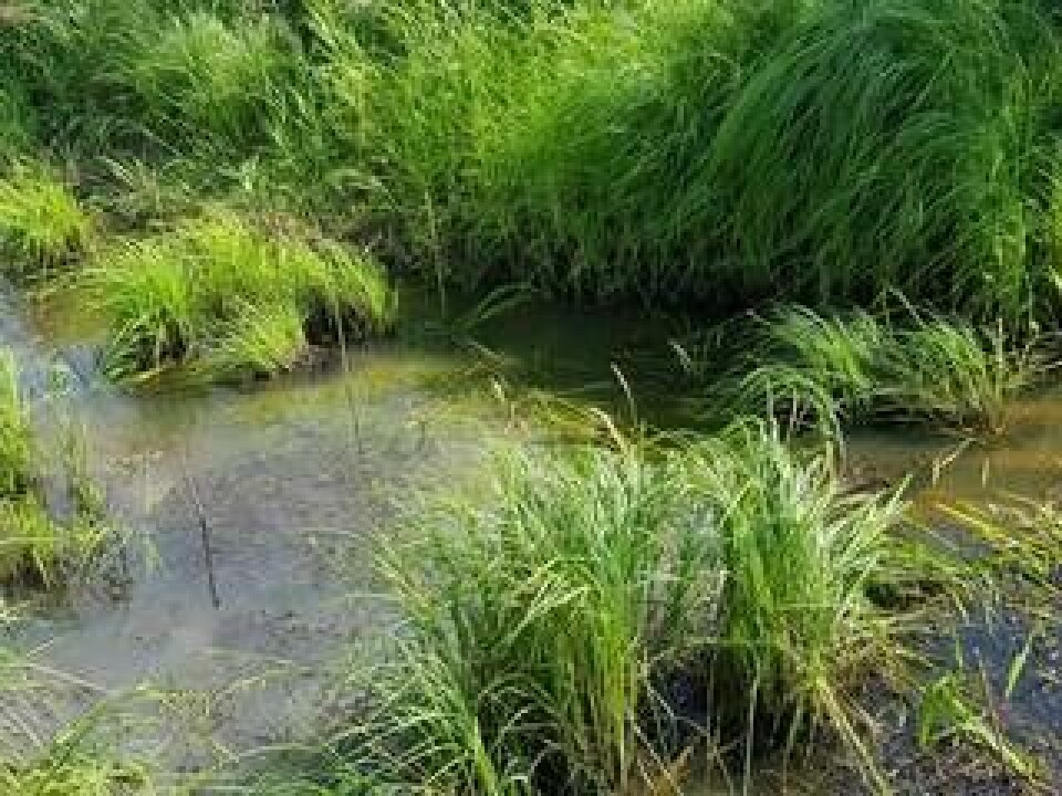 Starrväxternas förmåga att ta upp PFAS-kemikalier testades förra året i Igelbäcken i Solna. Här ligger flottar med starrväxter strax under vattenytan. Foto: Clean Nature