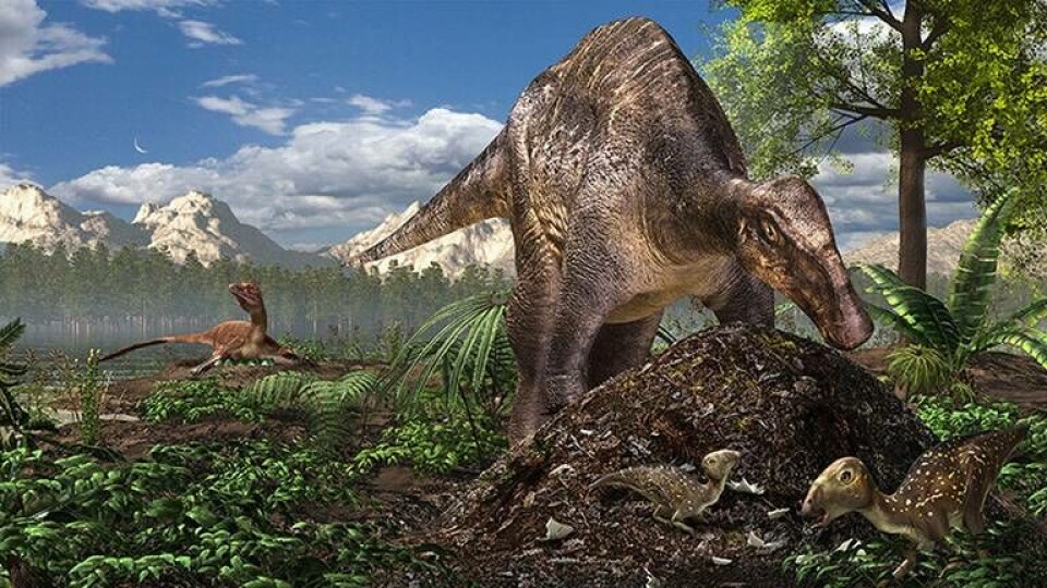 Vissa dinosaurier la sina ägg i högar med ruttnande växtlighet. Detta kan ha gjort det möjligt för dem att fortplanta sig i kalla klimat. Foto: Masato Hattori via TT Vissa dinosaurier la sina ägg i högar med ruttnande växtlighet. Detta kan ha gjort det möjligt för dem att fortplanta sig i kalla klimat. Foto: Masato Hattori via TT