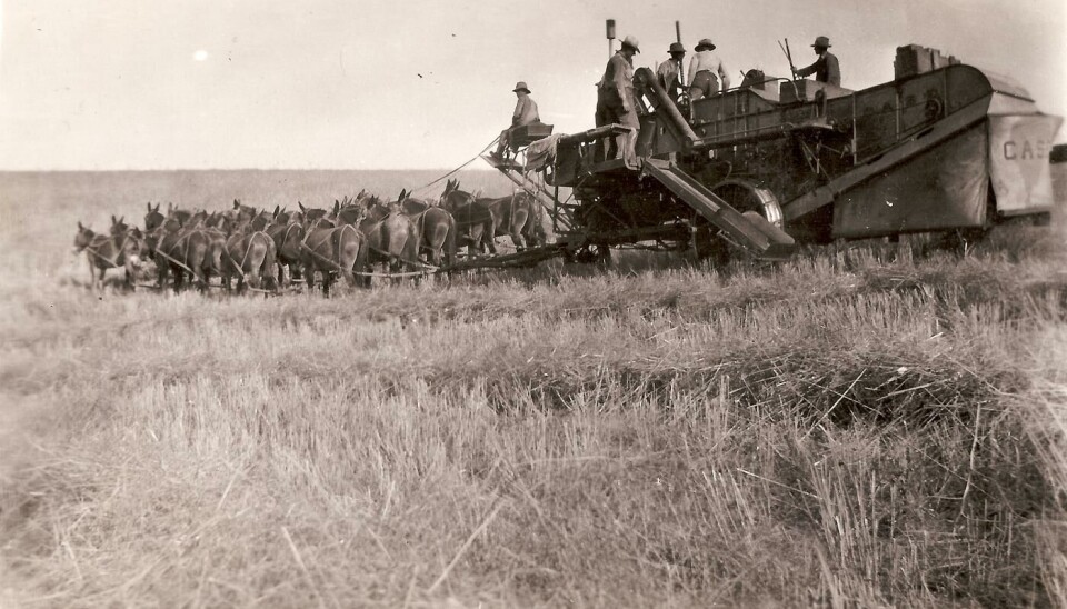 Amerikansk skördetröska av märket Case, som drogs av upp till 20 mulåsnor. Bilden är tagen på 1910-talet. Foto: Zechariah Judy / Wikimedia Amerikansk skördetröska av märket Case, som drogs av upp till 20 mulåsnor. Bilden är tagen på 1910-talet. Foto: Zechariah Judy / Wikimedia