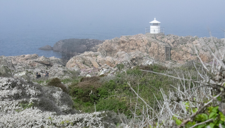 Den lilla fyren Kullen Västra, en liten vit hjälpfyr som står uppe på klippor vid havets kant