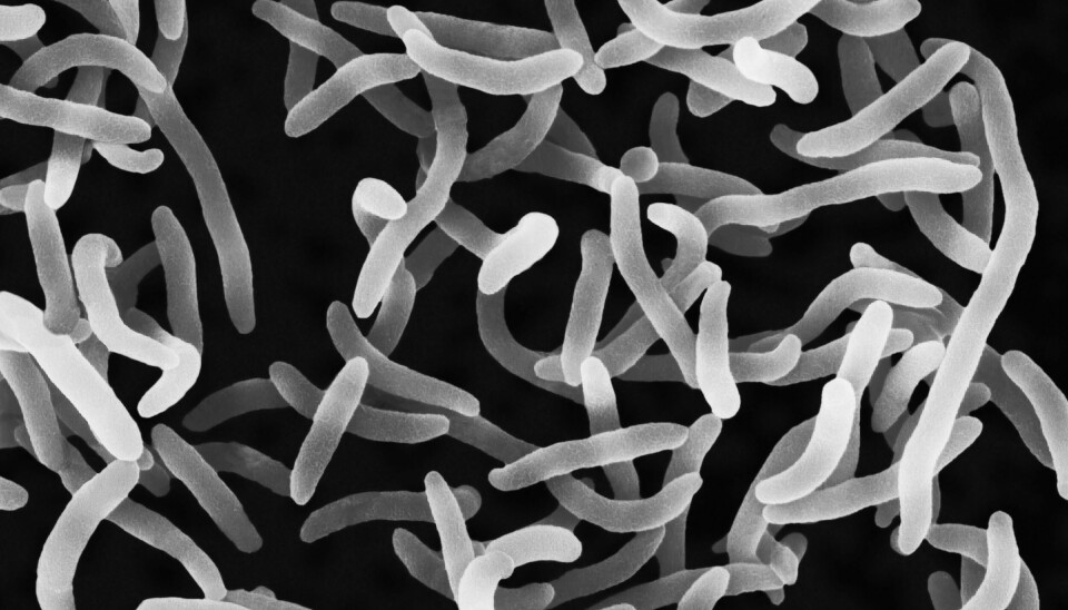 Den fruktade kolerabakterien, Vibrio cholerae, sett i mikroskop.