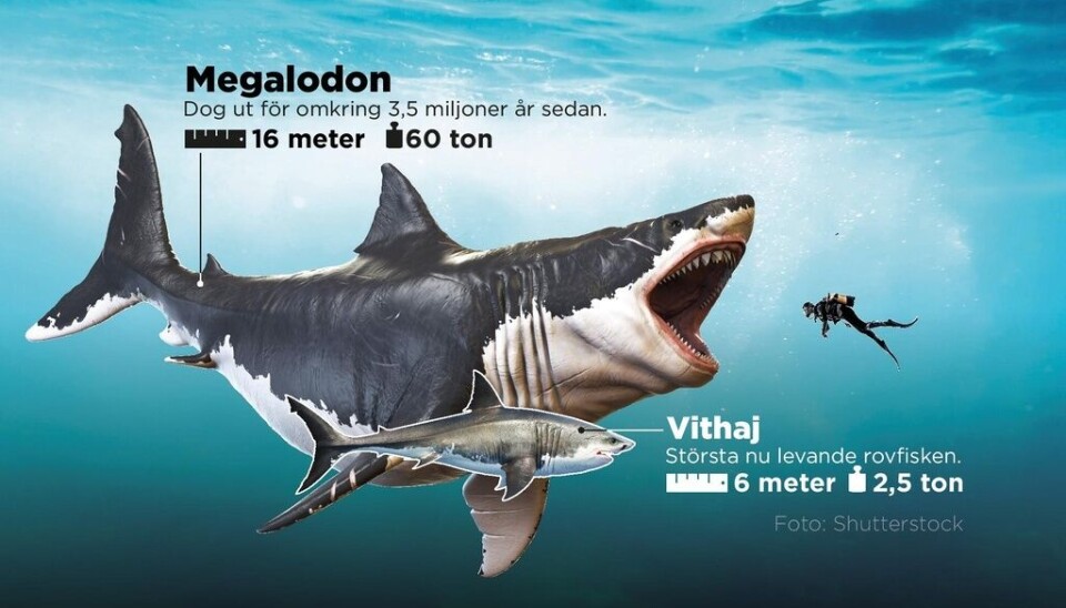 Rekonstruktion av megalodon tillsammans med den största nu levande rovfisken, vithajen. Megalodon var kanske det största rovdjuret som någonsin har levt på jorden. Rekonstruktion av megalodon tillsammans med den största nu levande rovfisken, vithajen. Megalodon var kanske det största rovdjuret som någonsin har levt på jorden.