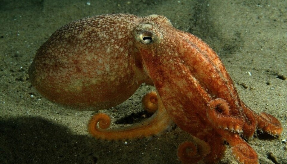 En åttaarmad bläckfisk fotograferad i Nordsjön. Arkivbild. En bläckfisk