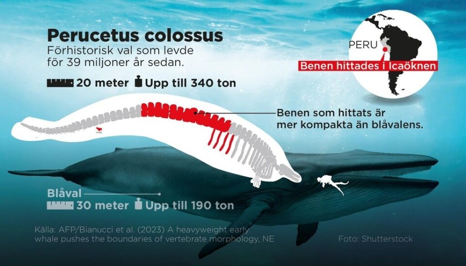Den förhistoriska jättevalen kan vara det tyngsta djuret någonsin. Den förhistoriska jättevalen kan vara det tyngsta djuret någonsin.