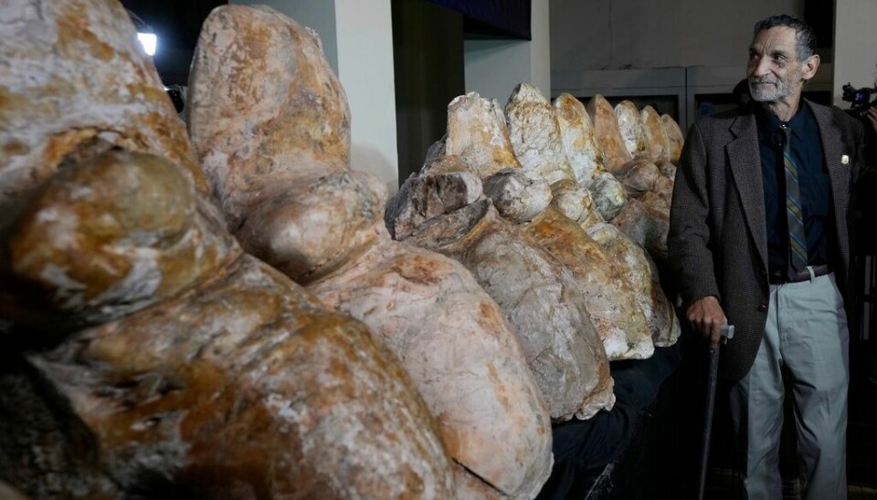 Paleontologen Mario Urbina bredvid kotor från Perucetus colossus eller ”jättevalen från Peru”, i Lima, Peru.