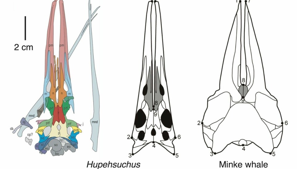 Reptilens skalle delar distinkta drag med bardvalar.