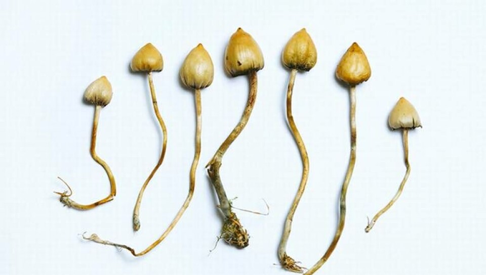 “Magisk svamp” (Psilocybe semilanceata). Foto: Science Photo Library “Magisk svamp” (Psilocybe semilanceata). Foto: Science Photo Library