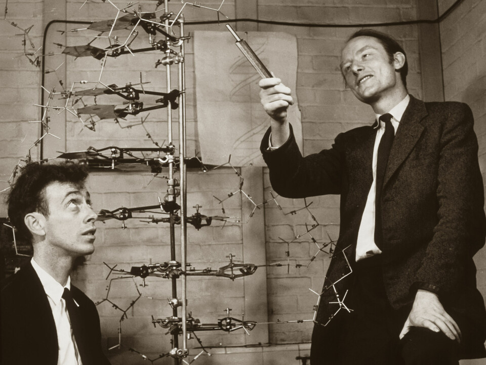 James Watson (född 1928), till vänster, och Francis Crick (1916–2004) med en modell av en del av dna-molekylen. De tilldelades, tillsammans med Maurice Wilkins, Nobelpriset i fysiologi eller medicin 1962 för upptäckten av dna-helixen. Då hade Rosalind Franklin redan gått bort i cancer, bara 37 år gammal.