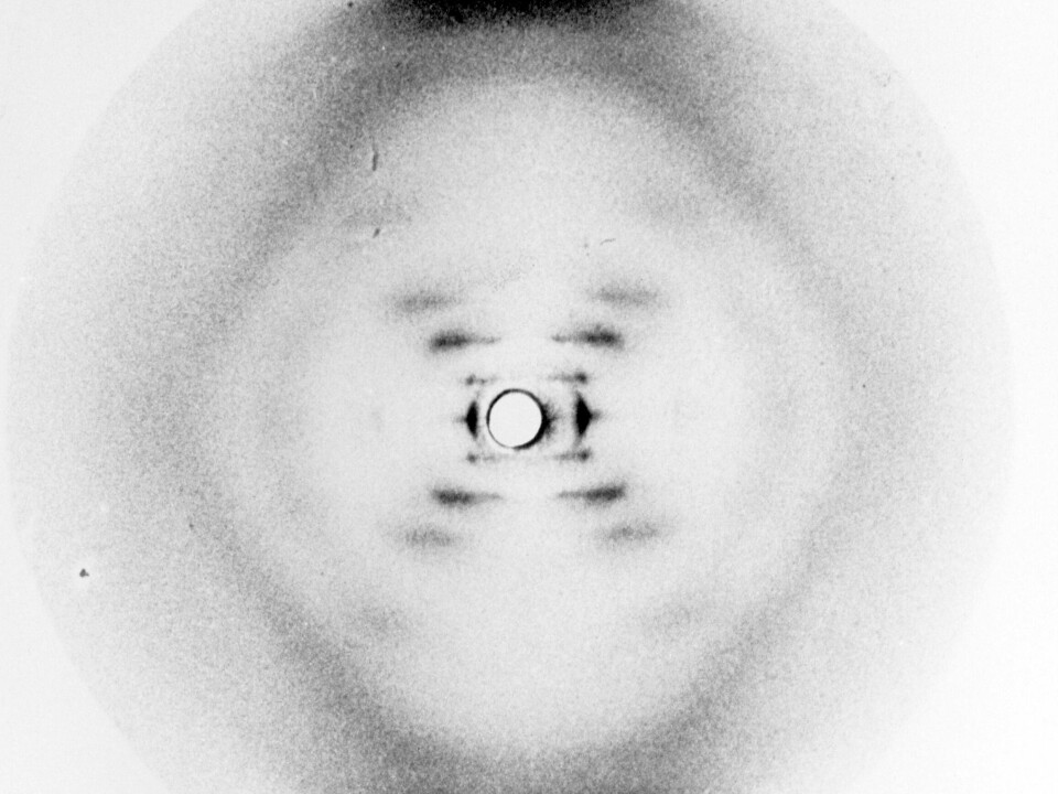 Rosalind Franklins röntgenbilder visade hur röntgenstrålarna studsade mot atomerna i dna, vilket visade att strukturen var en dubbelspriral. Denna röntgenbild, bild nummer 51, blev avgörande för upptäckten.