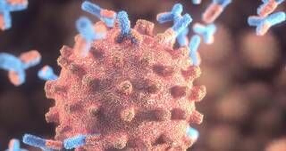 Illustration av antikroppar (röda och blåa) som svarar på en infektion av det nya coronaviruset sars-cov-2. Foto: Science Photo Library