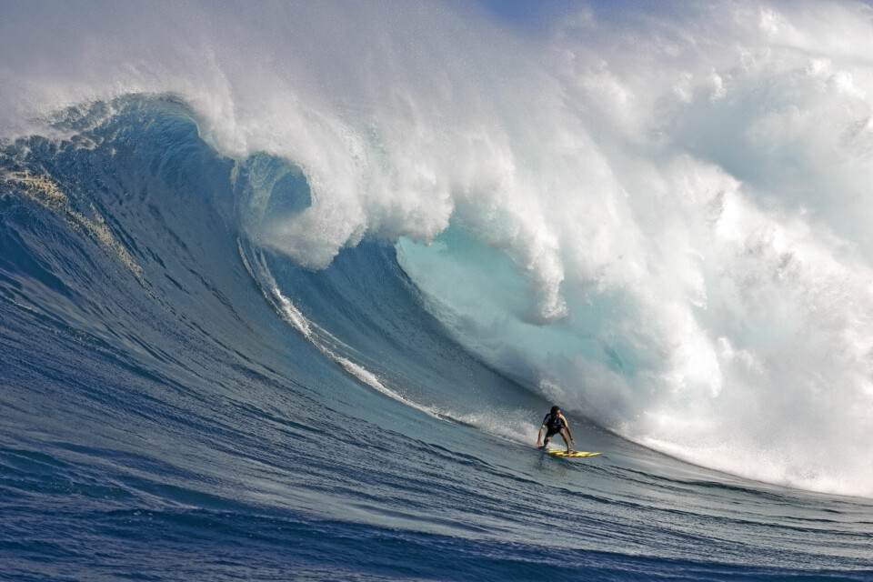 En surfare på en så kallad tow-in-bräda surfar den ökända vågen ”Jaws” på Maui.