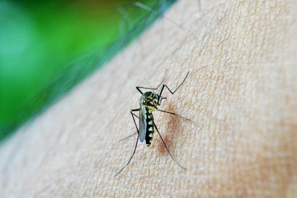 Smittor som sprids via myggor kan vara förödande. Forskare har tagit fram ett nytt slags tyg som myggen skyr. Foto: Pixabay