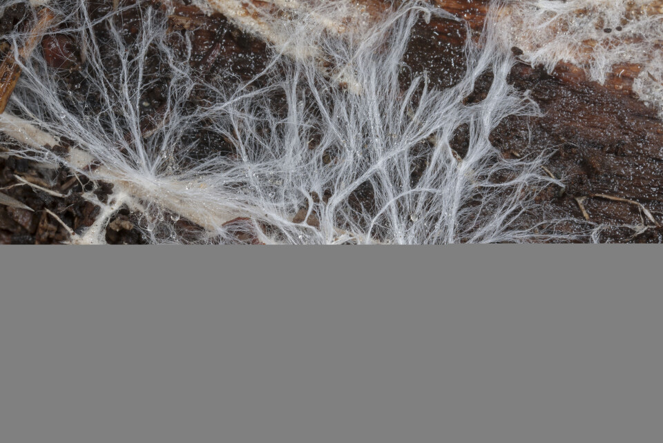 Svampmycel hittad under en ruttnande gren i Peak Disrtict National Park, Derbyshire, Storbritannien. Foto: Nature Picture Library Svampmycel hittad under en ruttnande gren i Peak Disrtict National Park, Derbyshire, Storbritannien. Foto: Nature Picture Library