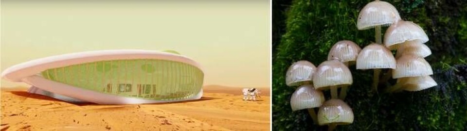 Hus på månen, tillverkade av svampmaterial. Konstnärlig bild från en film från Nasa om forskningsområdet. Foto: Nasa och TT Hus på månen, tillverkade av svampmaterial. Konstnärlig bild från en film från Nasa om forskningsområdet. Foto: Nasa och TT