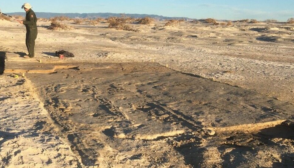 De fossila dragmärken som hittats syns både i parallella linjer och som korsande varandra. Vissa av dem sträcker sig över 30 meter. Bild som visar fyndplatsen i öknen, en av arkeologerna står bakom en yta med tydliga, raka dragmärken.