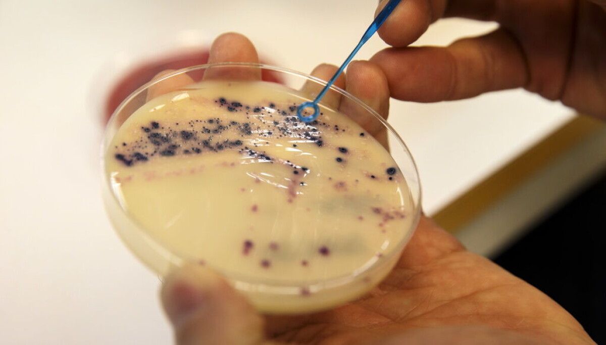 Svensk studie visar lovande resultat för nytt vapen mot antibiotikaresistens: Så här kan det rädda framtiden! Svensk studie visar lovande resultat för nytt vapen mot antibiotikaresistens: Så här kan det rädda framtiden!