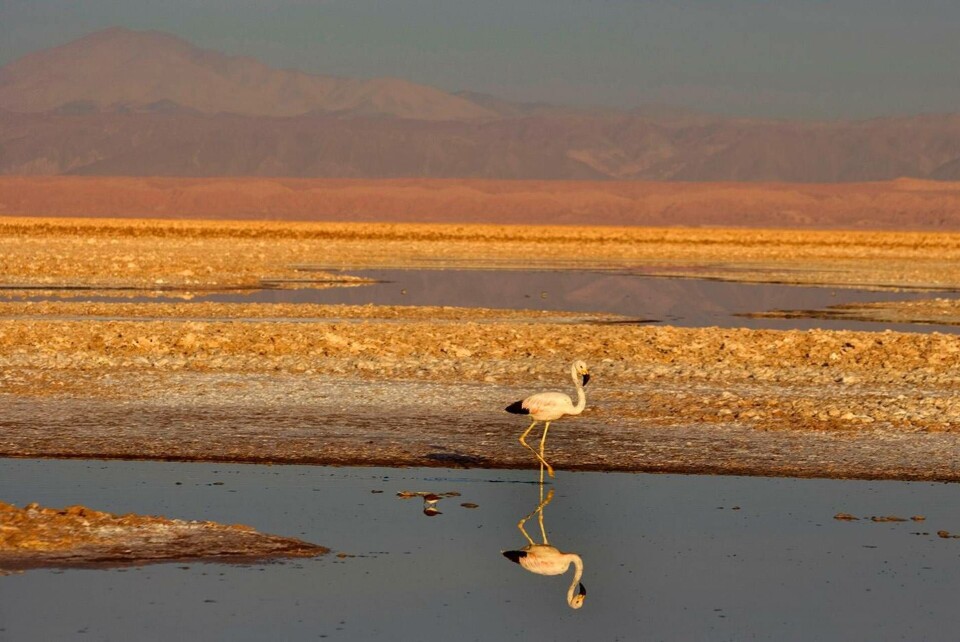 En flamingo i en av höghöjdslagunerna i den chilenska Atacamaöknen. Foto: Mary Evans Picture / TT En flamingo i en av höghöjdslagunerna i den chilenska Atacamaöknen. Foto: Mary Evans Picture / TT