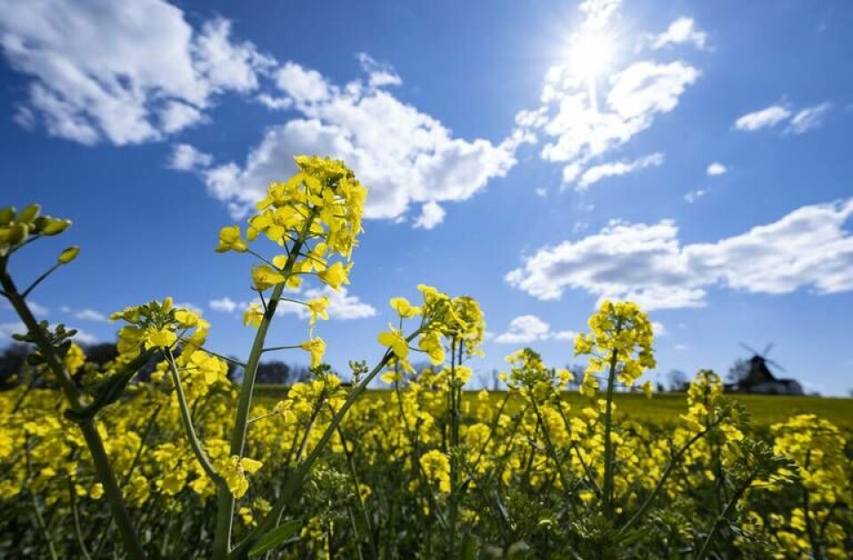 Biodrivmedel som tillverkas av raps, majs och spannmål anses inte vara tillräckligt gröna för att klassas som hållbara i EU:s nya regler för hållbara investeringar. Arkivbild. Foto: Johan Nilsson/TT Biodrivmedel som tillverkas av raps, majs och spannmål anses inte vara tillräckligt gröna för att klassas som hållbara i EU:s nya regler för hållbara investeringar. Arkivbild. Foto: Johan Nilsson/TT