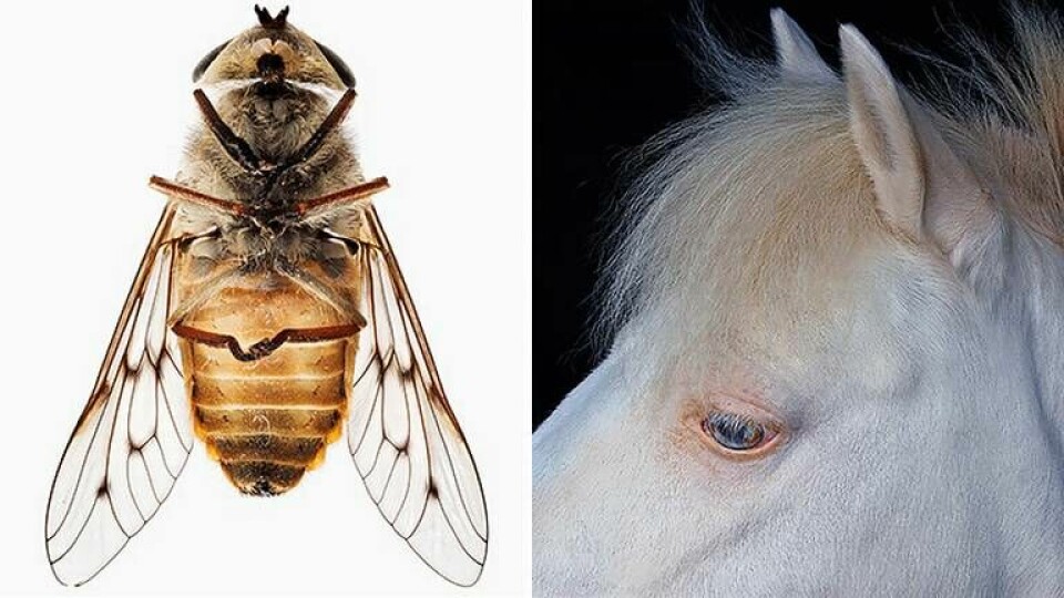 En självbiografisk trilogi om att samla insekter och forskning om fördelen med att vara vit häst. Båda vinner IG Nobel-priset. Foto: Alamy