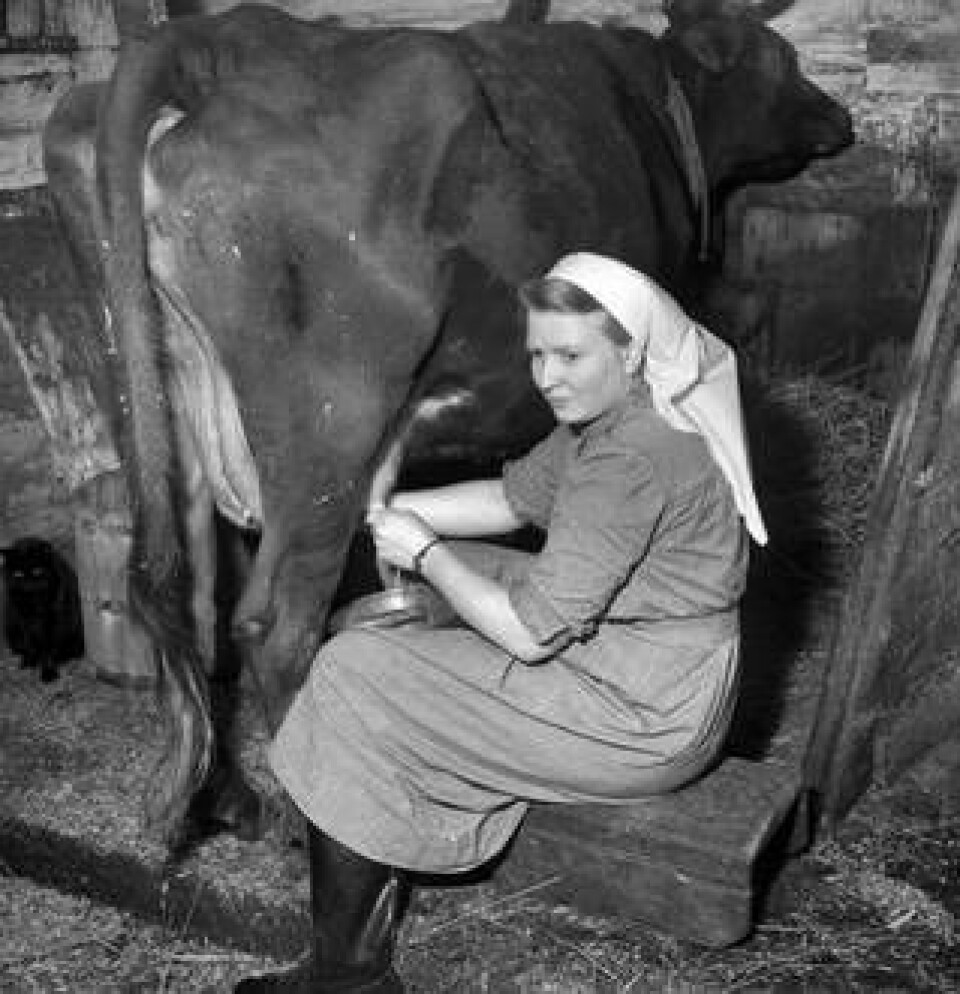 Handmjölkning av kor kom att kallas ”den vita piskan” av författaren Ivar Lo-Johansson. Med all rätt, då det var ett tungt arbete som slet hårt på kroppen. Foto: KAMERAREPORTAGE/TT