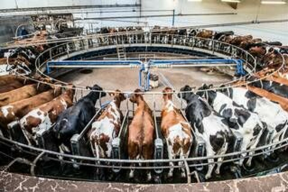 En modern anläggning med mjölkkarusell hos Vadsbo Mjölk, en mjölkproducent med över tusen kor. Bilden är från 2015. Foto: LARS PEHRSON/SVD/TT