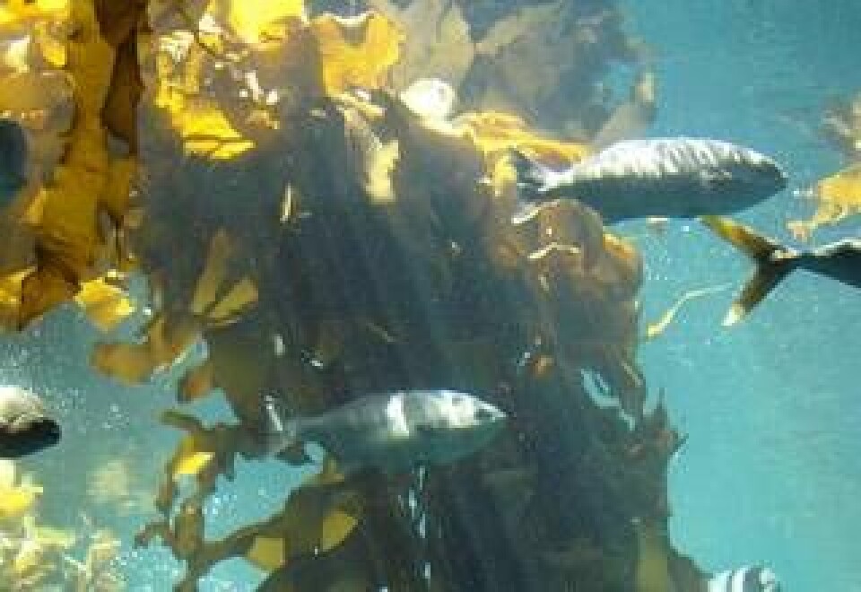 Bioplast ska kunna utvinnas från bakterier som lever på alger i havet, enligt en ny studie. Foto: Stef Maruch
