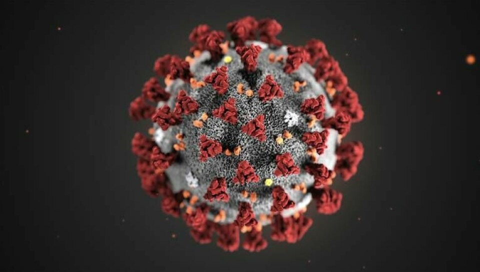 Våra kroppar kan göra coronaviruset mindre farligt genom att skapa mutationer. Foto: TT